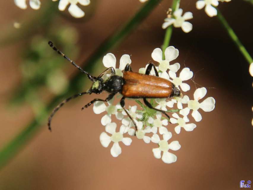 Stictoleptura maculicornis - tarkacsápú virágcincér