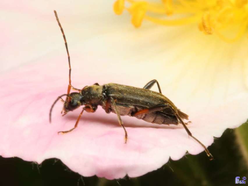 Grammoptera ruficornis - gyűrűscsápú galagonyacincér Grammoptera ruficornis - gyűrűscsápú galagonyacincér