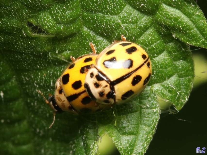 Propylea quatuordecimpunctata - tizennégypettyes füsskata