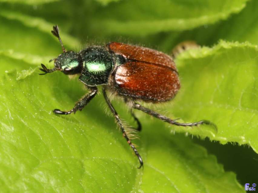 Phyllopertha horticola - kerti szipoly