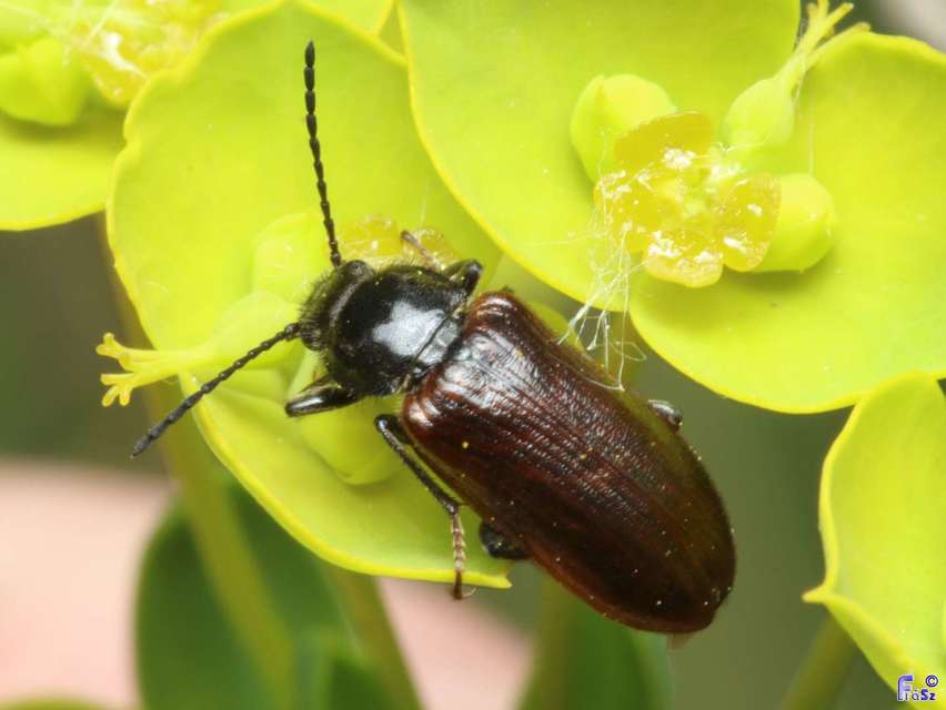 Omophlus lividipes - kis pejbogár Omophlus lividipes - kis pejbogár
