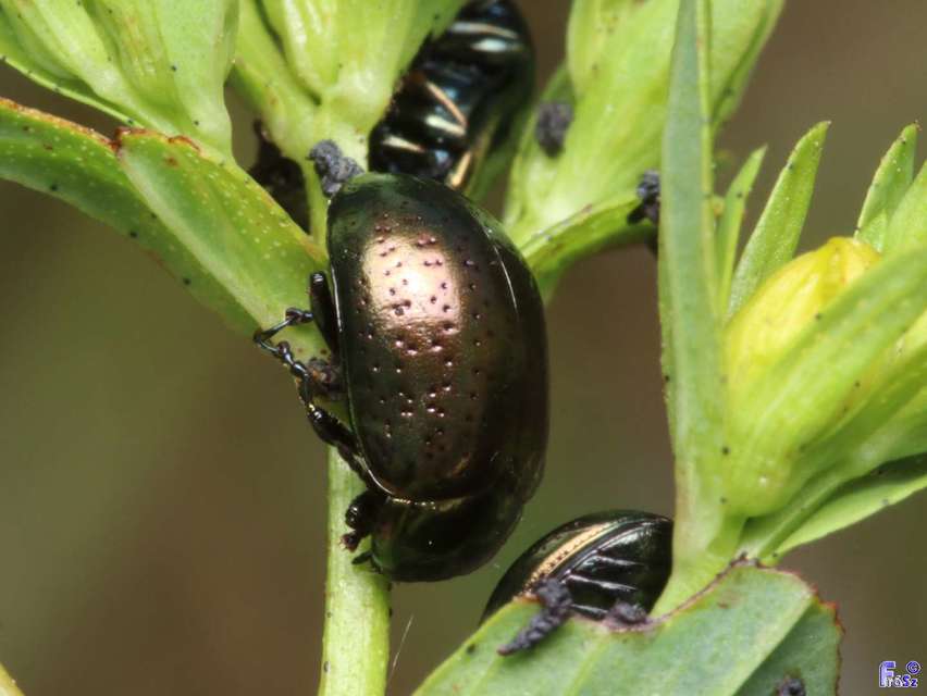 Chrysolina hyperici - zöld orbáncfűlevelész