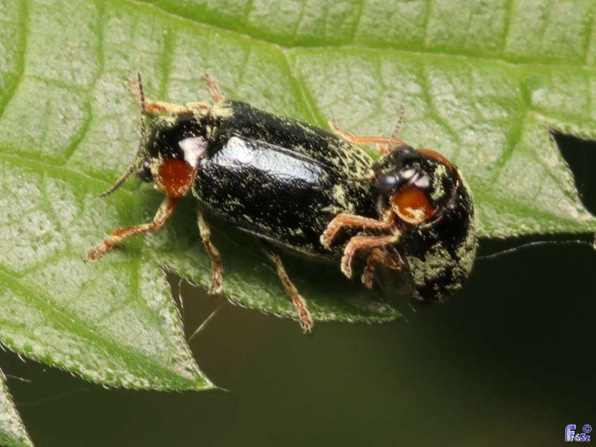 Smaragdina aurita - feketehátú zsáklevelész