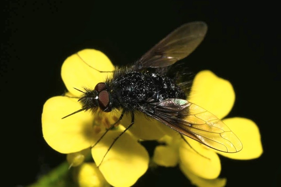 Bombylella atra - ezüstpettyes pöszörlégy