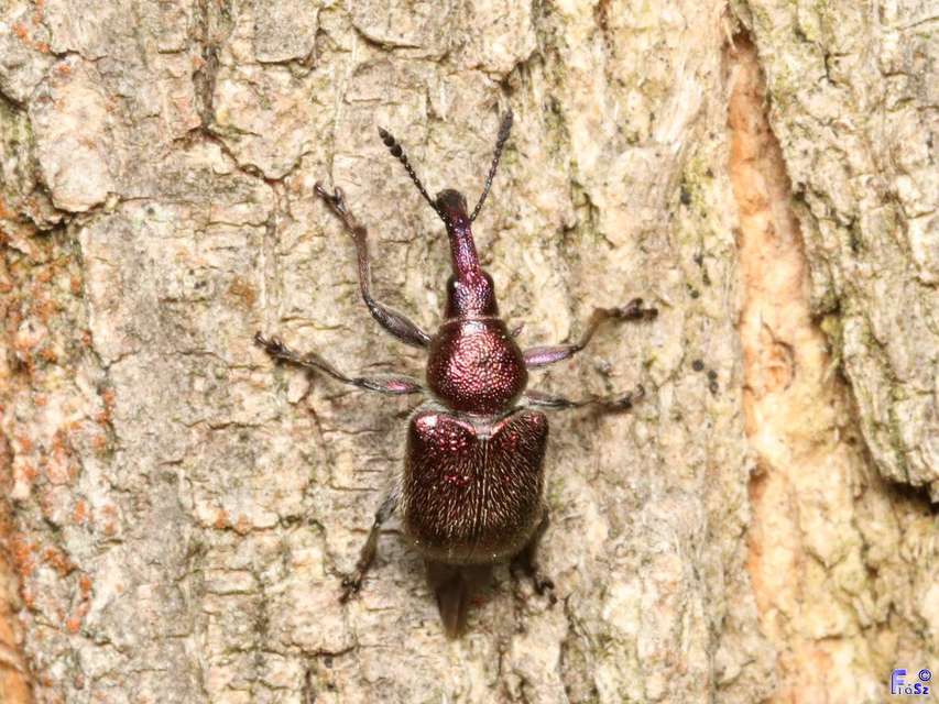 Rhynchites auratus - aranyos eszelény Rhynchites auratus - aranyos eszelény