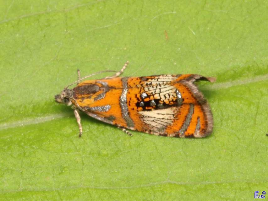 Olethreutes arcuella - avarevő tükrösmoly