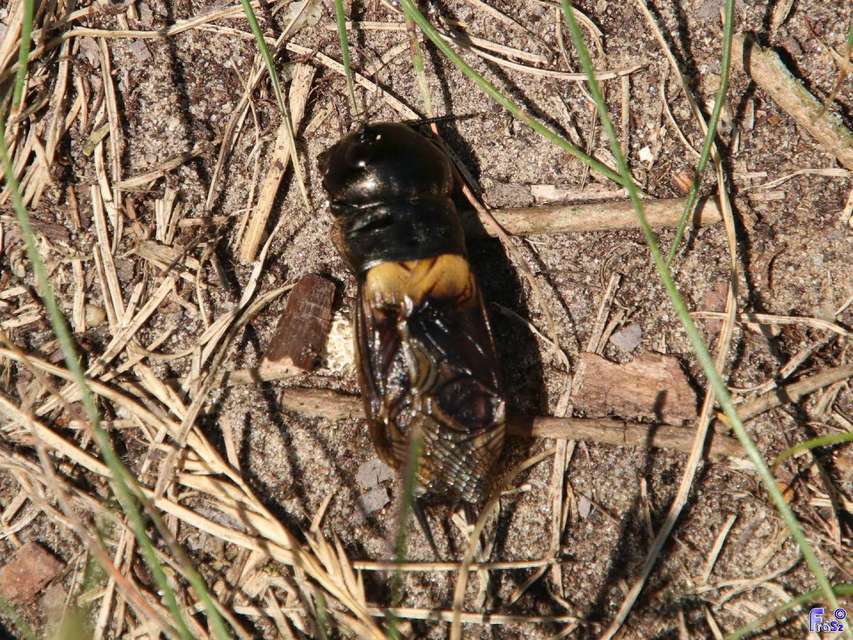 Gryllus campestris - mezei tücsök