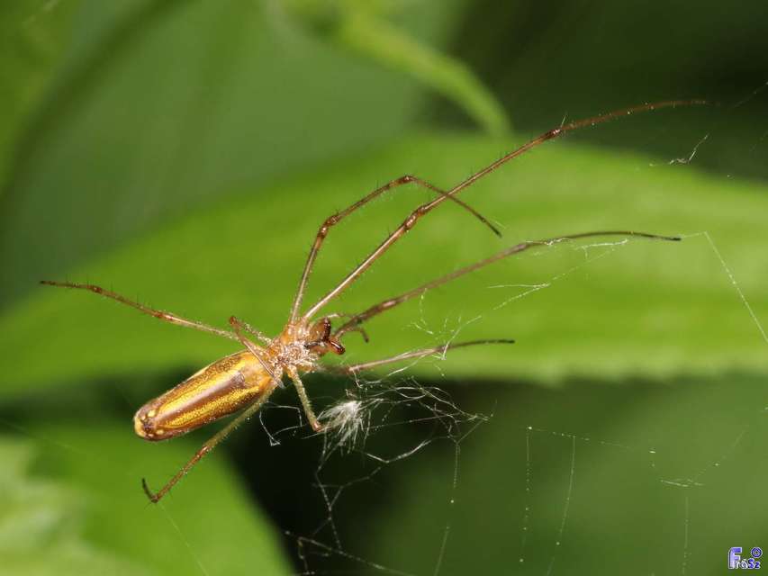 Tetragnatha