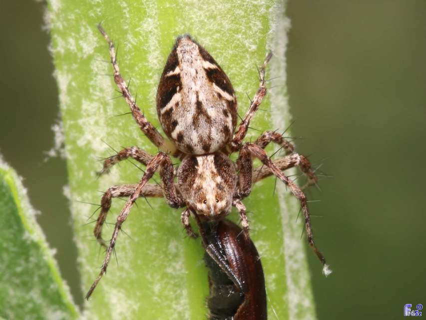 Oxyopes ramosus