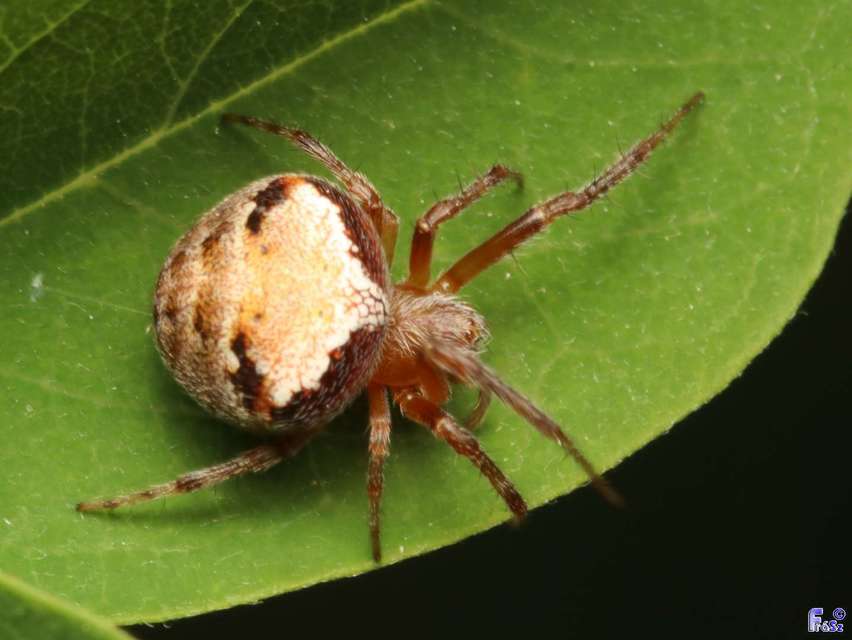 Araneus triguttatus/sturmi