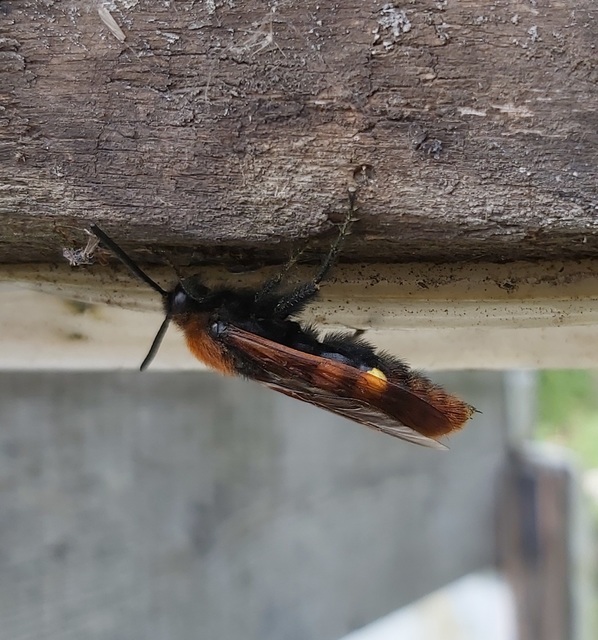 Megascolia maculata - óriás-tőrösdarázs