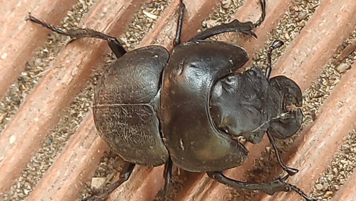 Lethrus apterus - nagyfejű csajkó
