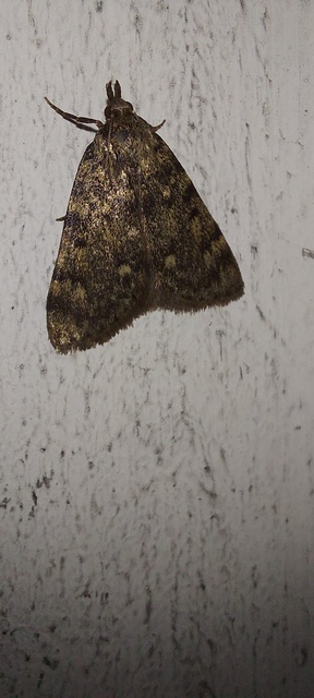 Aglossa pinguinalis - zsiradékmoly