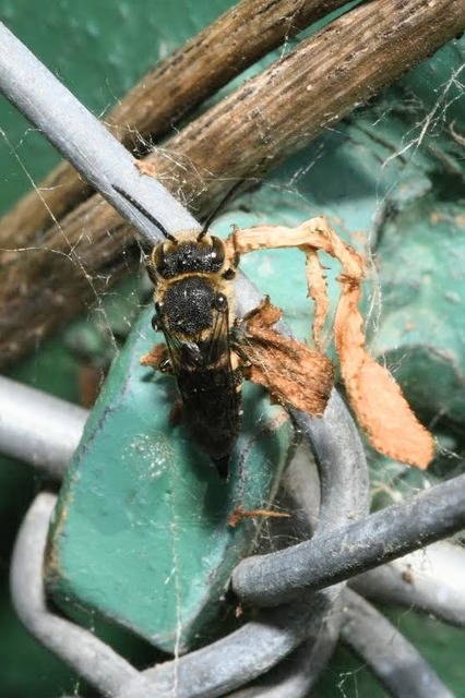 Coelioxys