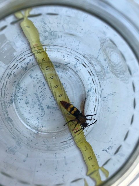 Megascolia maculata - óriás-tőrösdarázs
