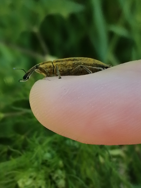 Lixus iridis - bürökfúró dudvabarkó