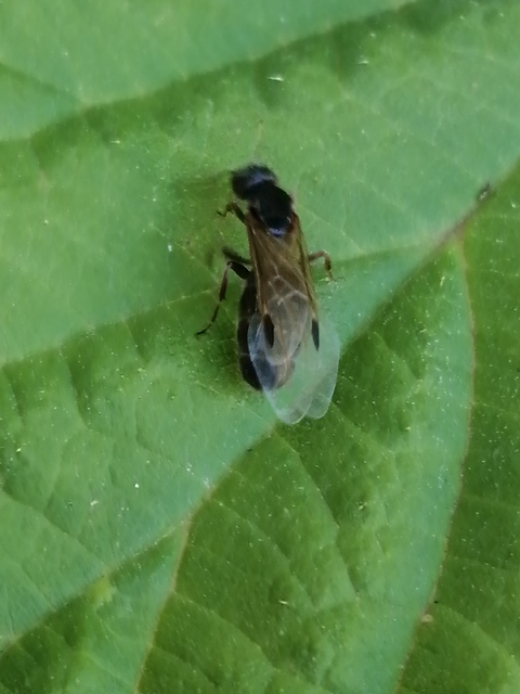 Liometopum microcephalum - tölgyfahangya