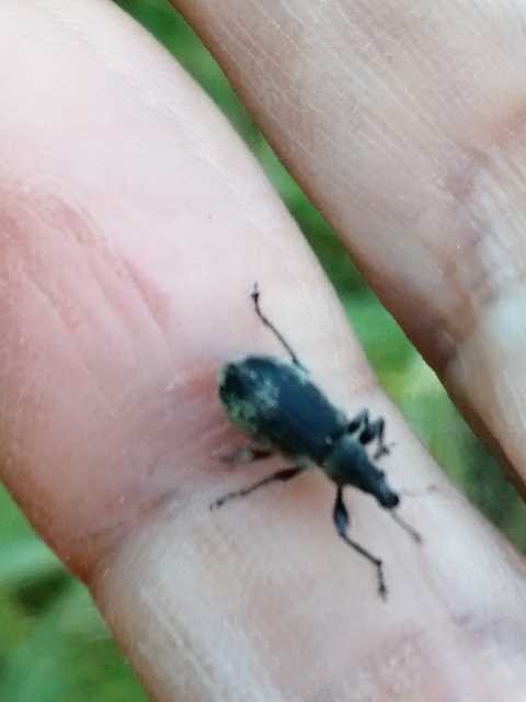 Phyllobius pomaceus - csalán-levélormányos