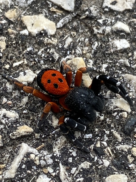 Eresus Eresus