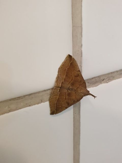 Pechipogo plumigeralis - tollascsápú karcsúbagoly