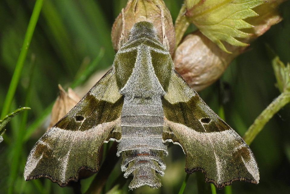 Proserpinus proserpina - törpeszender