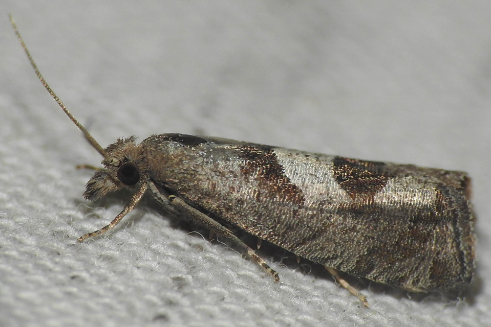 Epiblema junctana - turjáni tükrösmoly