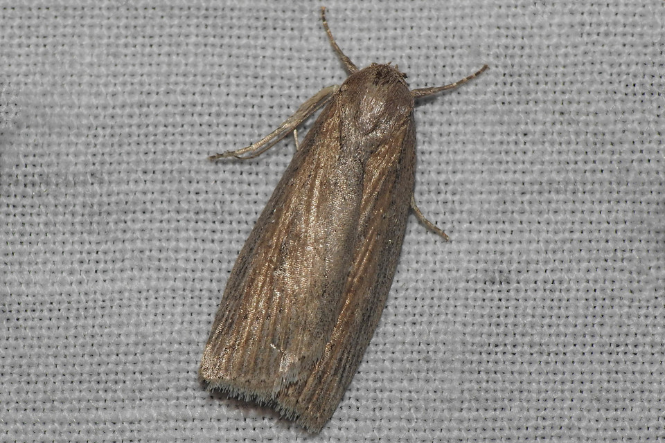 Chilodes maritima - négyfoltos nádibagoly