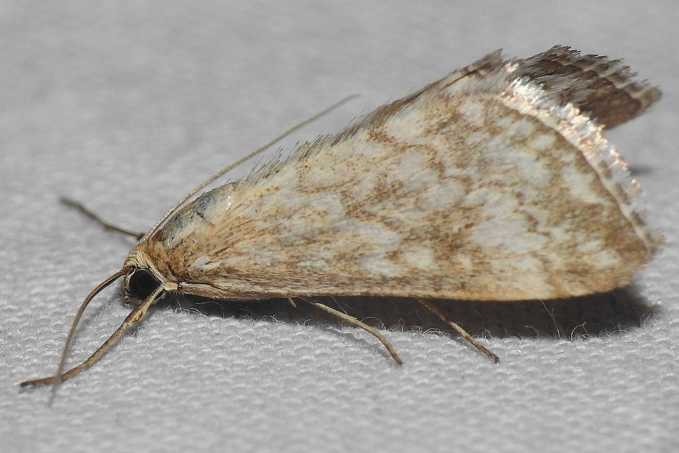 Evergestis frumentalis - tavaszi dudvamoly