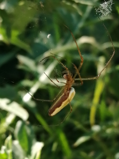Tetragnatha