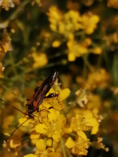 Oedemera femorata - sárgahátú álcincér