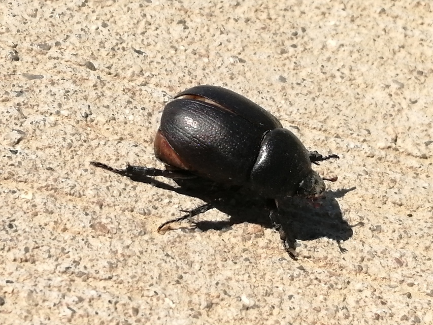 Pentodon idiota - butabogár