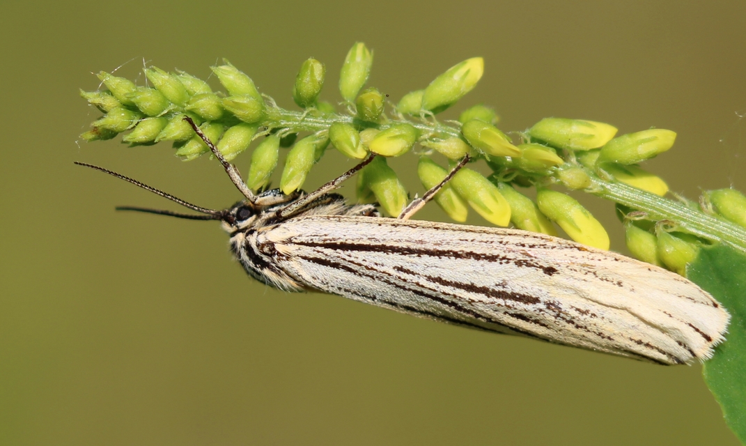 Spiris striata - csíkos molyszövő