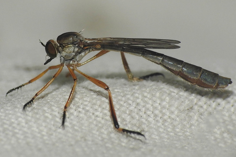 Leptogaster