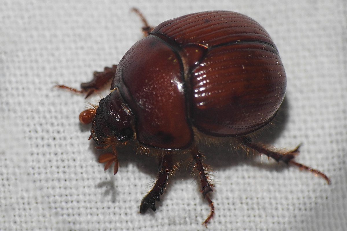 Bolbelasmus unicornis - szarvas álganéjtúró