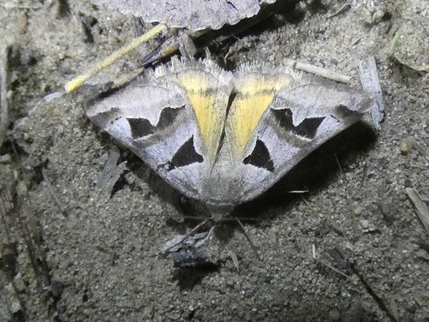 Gonospileia triquetra - kakukkfű-nappalibagoly