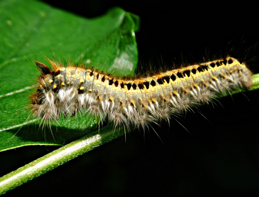Euthrix potatoria - szomjas pohók