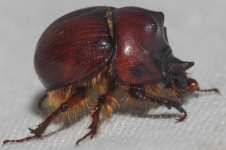 Bolbelasmus unicornis - szarvas álganéjtúró