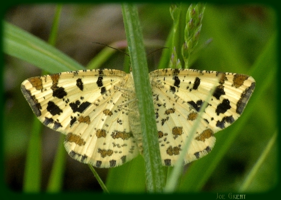 Pseudopanthera macularia - párducfoltos araszoló