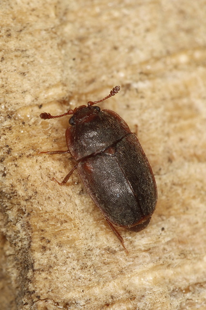 Nitidulidae - fénybogárfélék