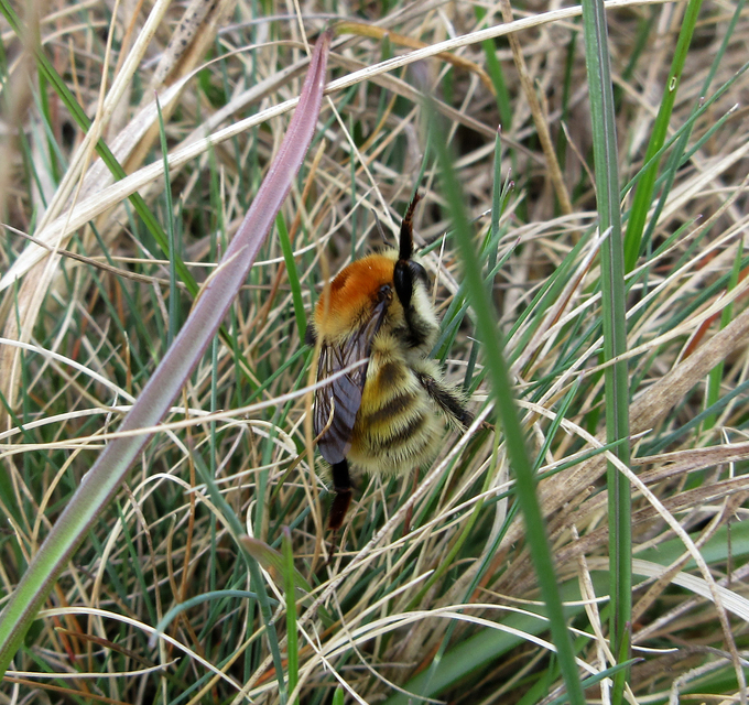 Bombus muscorum - sárga poszméh