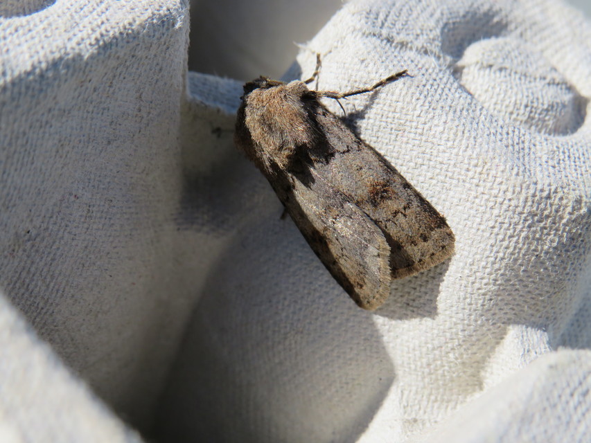 Agrotis cinerea - szürkés földibagoly