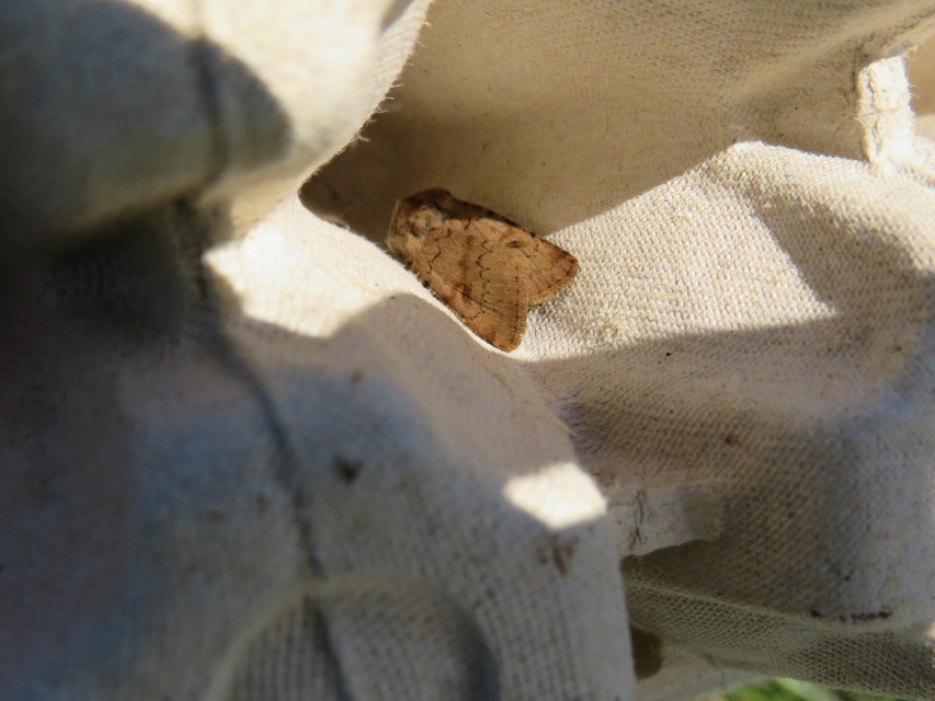 Agrotis cinerea - szürkés földibagoly