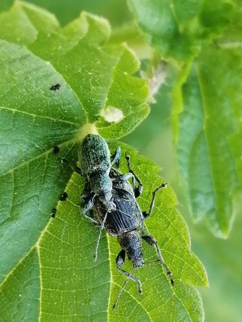 Phyllobius pomaceus - csalán-levélormányos