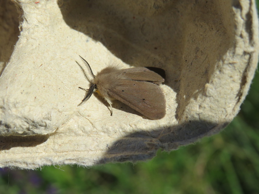Diaphora mendica - felemás medvelepke