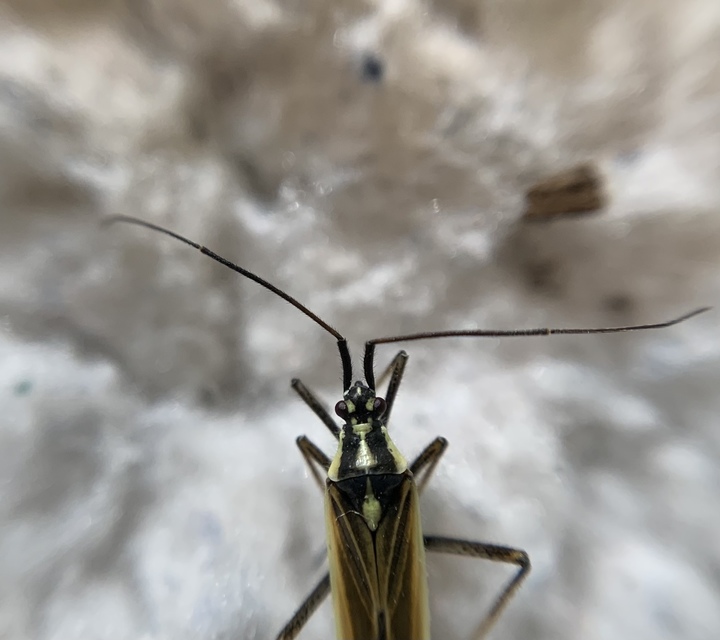 Leptopterna dolabrata - közönséges mezeipoloska