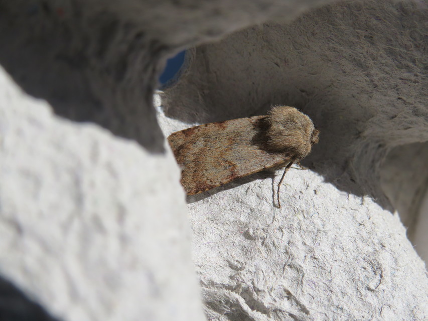 Agrotis cinerea - szürkés földibagoly
