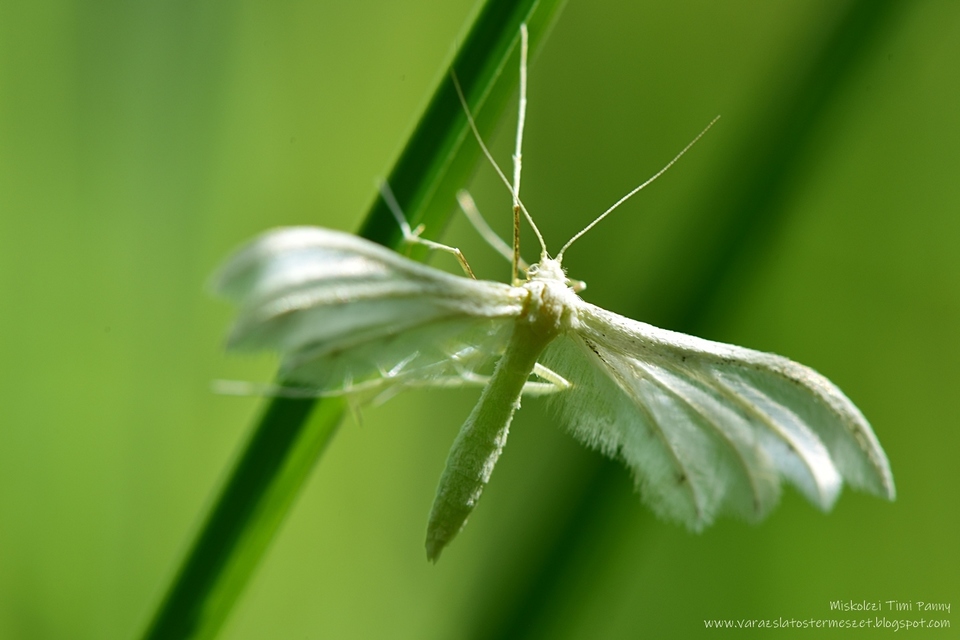 Pterophorus pentadactyla - fehér tollasmoly