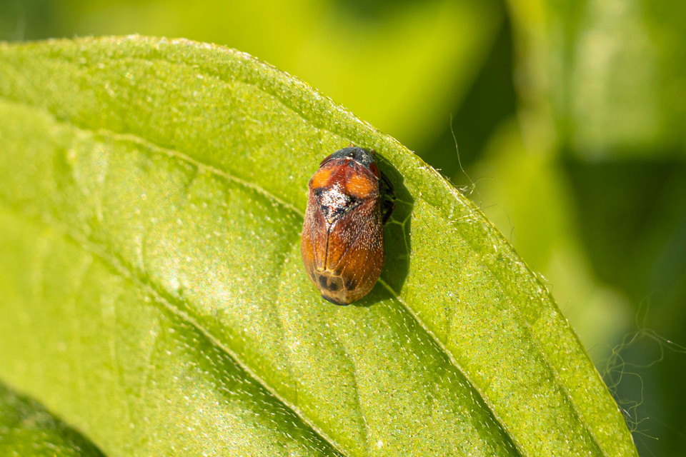 Penthimia nigra - fekete kabóca Penthimia nigra - fekete kabóca