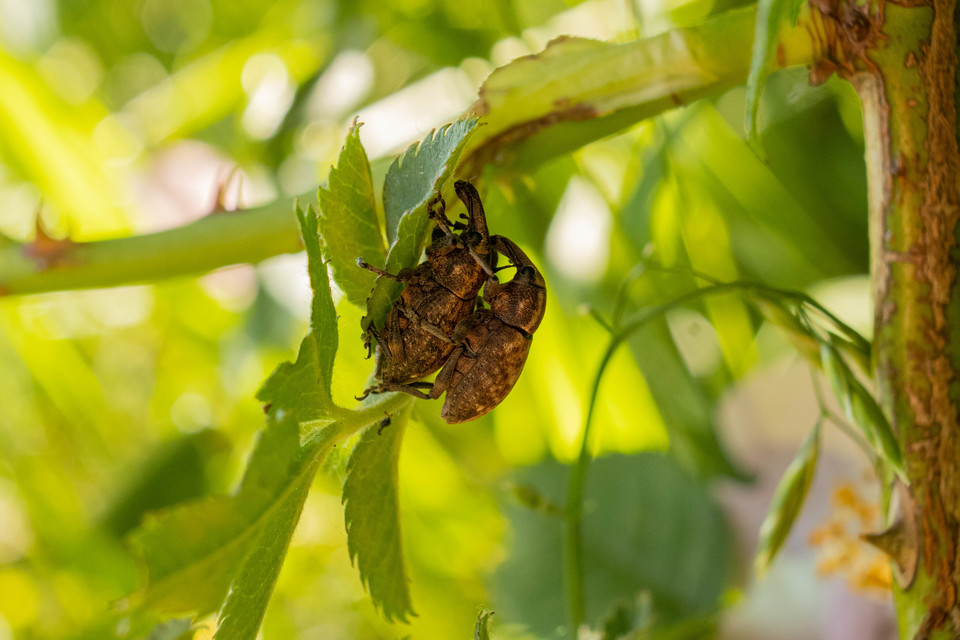 Lepyrus capucinus - pettyes fűzormányos