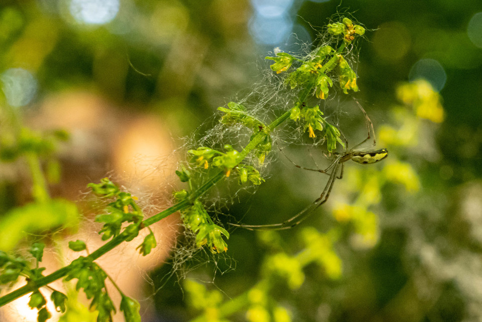 Tetragnatha